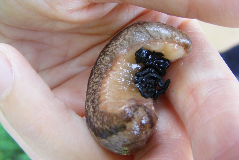 산민달팽이(민달팽이과)